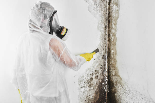 Best Local Mold Removal Service  in Billings, MT