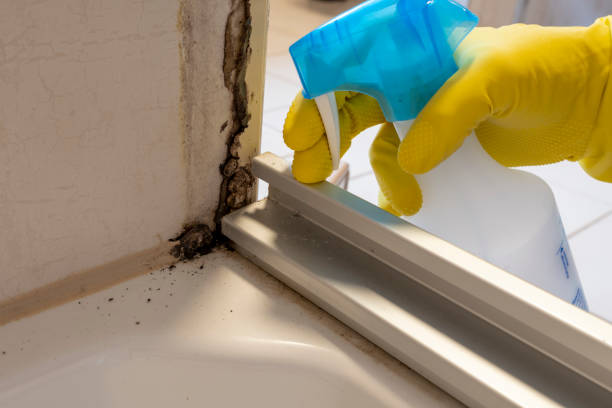 Best Toxic Mold Removal  in Billings, MT