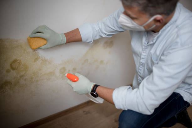 Mold Testing and Removal in Billings, MT