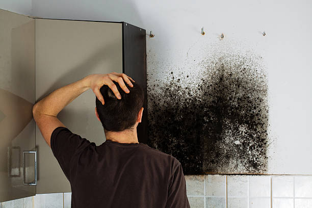 Best Mold Damage Repair  in Billings, MT