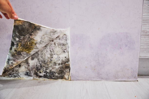 Best Affordable Mold Removal  in Billings, MT